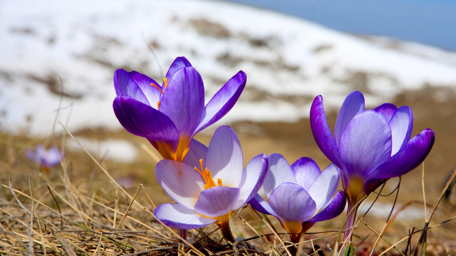 吉林省长白山雪莲花